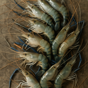 Golda Chingri/Giant Tiger Prawns