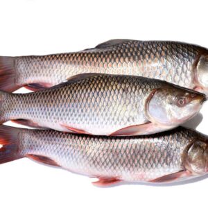 Rui Fish/Rohu Fish