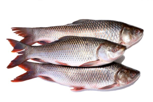 Rui Fish/Rohu Fish